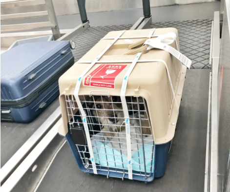 哈尔滨宠物托运 宠物托运公司 机场宠物托运 宠物空运